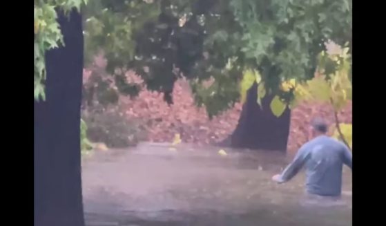 A man wades into heavy floodwaters in Sacramento, California, to rescue a kitten drowning and being swept along by the current.