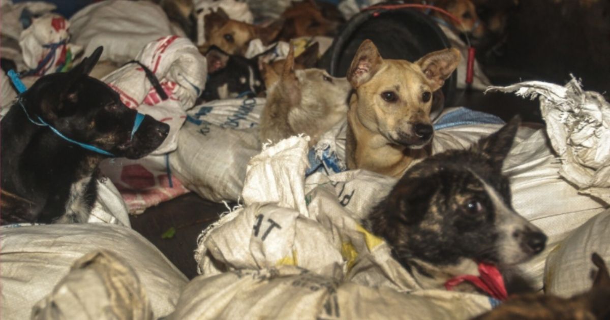 Rescuers with Animals Asia, a group working in collaboration with Dog Meat Free Asia, managed to intercept a truck packed with 53 dogs headed for an illegal slaughterhouse.