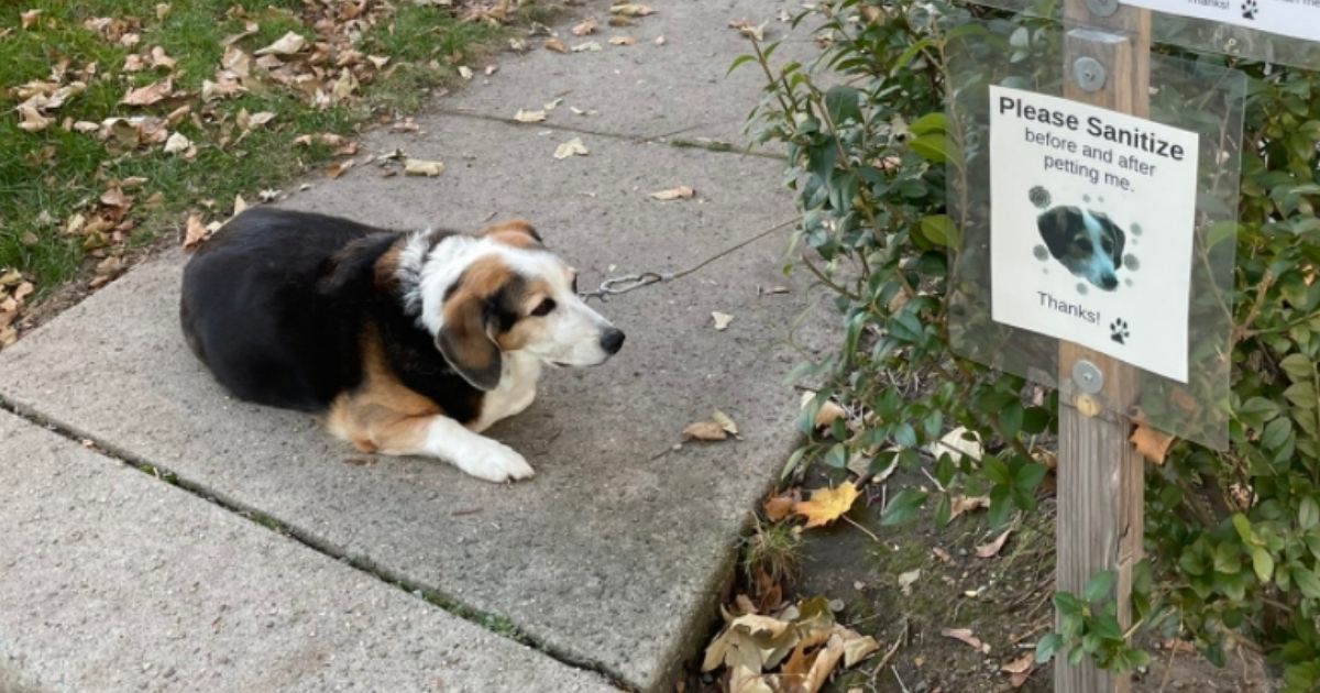 Sparkle rests outside her home in Somerville, Massachusetts, where visitors have been flocking to pet her since a photographer's post about her went viral.