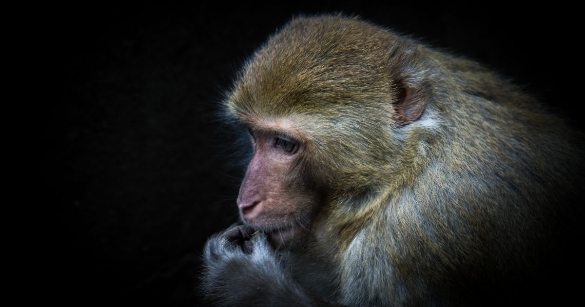 A monkey eats something in this stock photo. In a rare sight, a rhesus macaque monkey was on the loose this week in a bustling city -- San Juan, Puerto Rico.