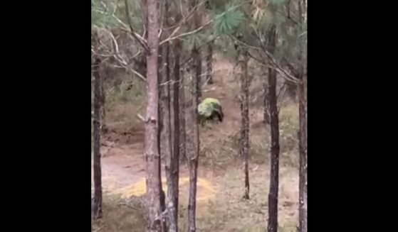 A bowhunter spotted this alligator in the woods of Macon County, Georgia.
