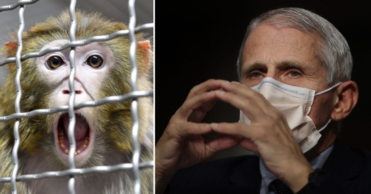 A Rhesus macaque is seen in Nogent-le-Phaye near Chartres, France, on March 13, 2019. Anthony Fauci, right, prepares to testify before the Senate Health, Education, Labor and Pensions Committee on Capitol Hill on Nov. 4 in Washington, D.C.