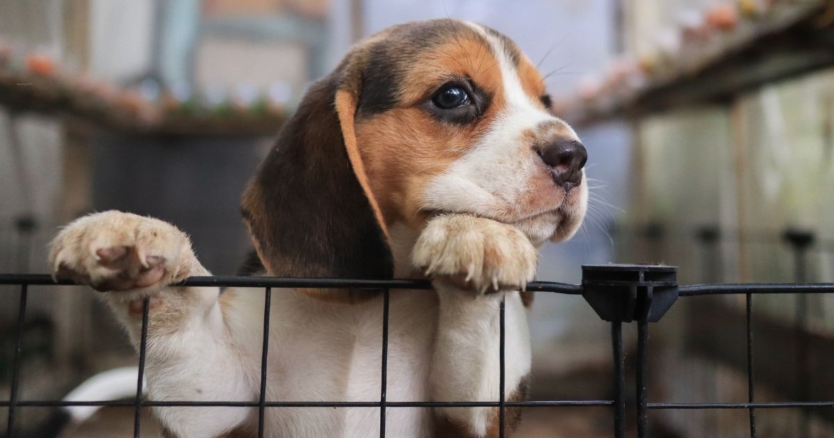 A cute beagle puppy trying to climb up out from the cage.