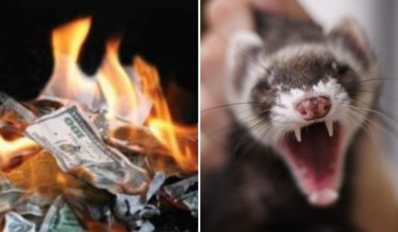 The government appears to be burning money on many uneccessary things, including harsh and inhumane experiments on ferrets.