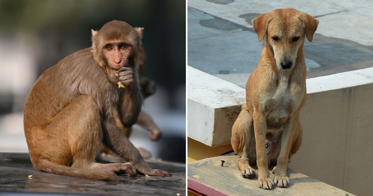Monkeys living in Majalgaon, India, an area within the Beed district of Maharashtra, were reportedly set off by a group of dogs killing one of their infants.