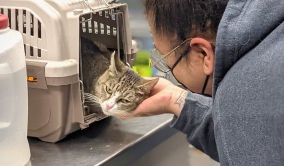 A cat named Monkey Face is reunited with her owner.