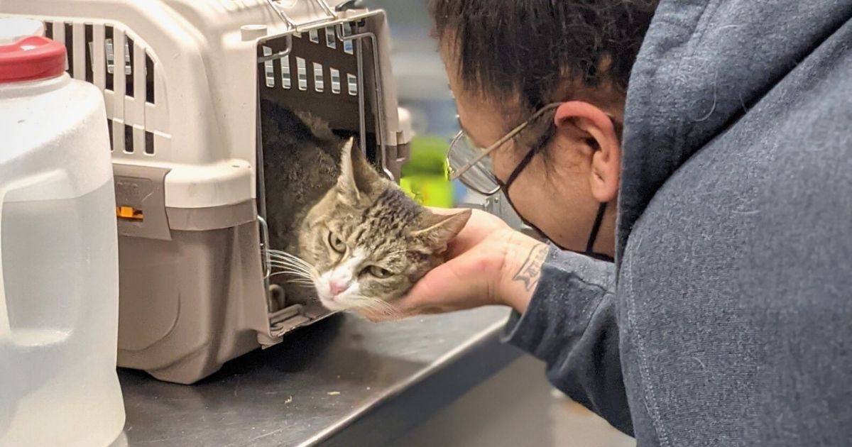 A cat named Monkey Face is reunited with her owner.