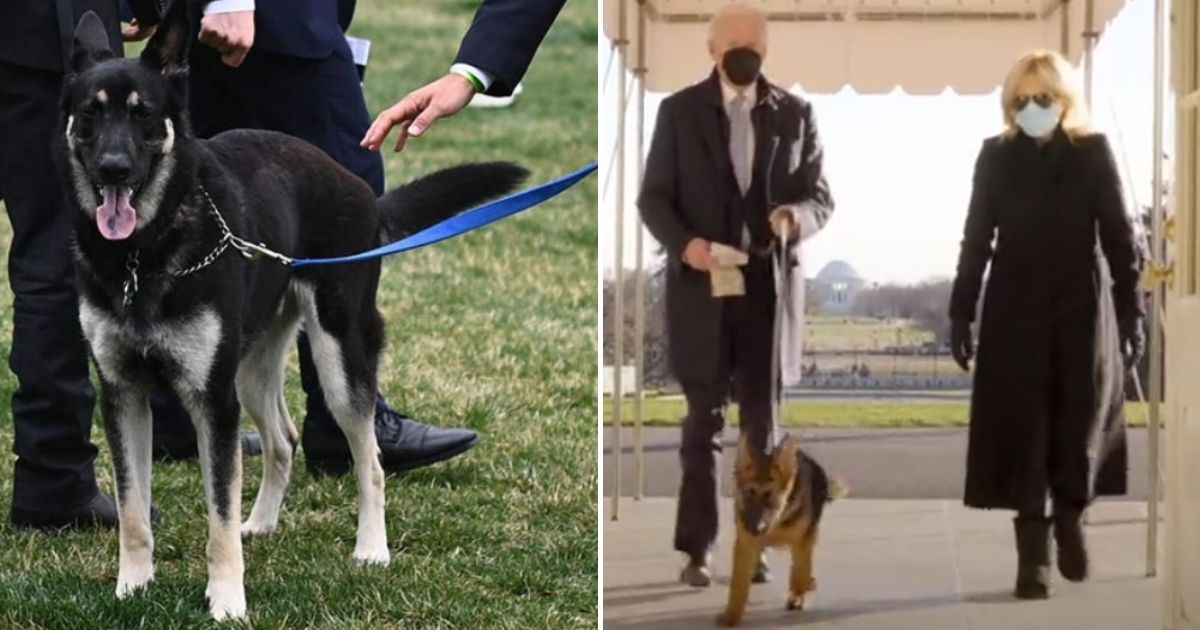 The White House announced that President Joe Biden has a new German shepherd puppy, Commander. The Bidens have reportedly re-homed their rescue German shepherd Major after several biting incidents.
