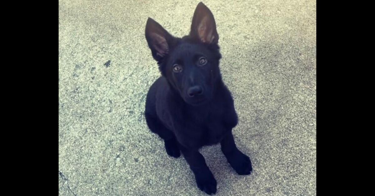 Ranger, a purebred German shepherd puppy owned by a police officer in Parsons, Kansas, was shot and beheaded.