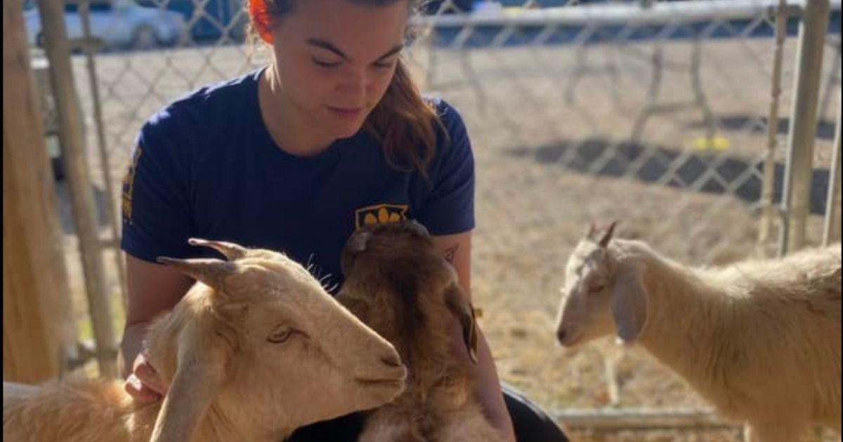 The Humane Society of Tulsa has been working since Dec. 9 to care for and rehome more than 150 animals - including these goats - that were seized by the Tulsa County Sheriffs Office in Collinsville, Oklahoma.