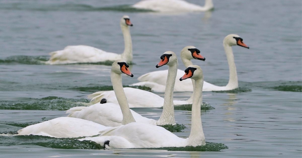 The gifts listed in 'The Twelve Days of Christmas' will cost more than ever in 2021. For example, seven swans-a-swimming will set you back a cool $13,125.