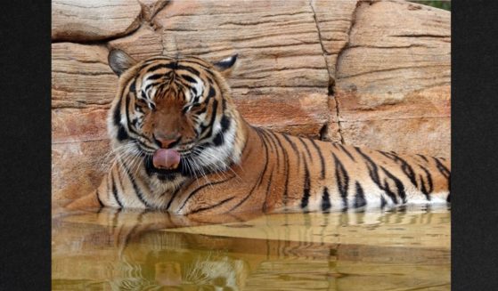 Eko, a Malayan tiger, was shot by a sheriff's deputy who was called to the Naples Zoo in Florida Wednesday night. A cleaning employee reportedly went out of bounds, crossed a barrier and reached into the giant cat's fenced enclosure. The tiger grabbed the man's arm and mangled it, refusing to let go until the officer shot the animal.