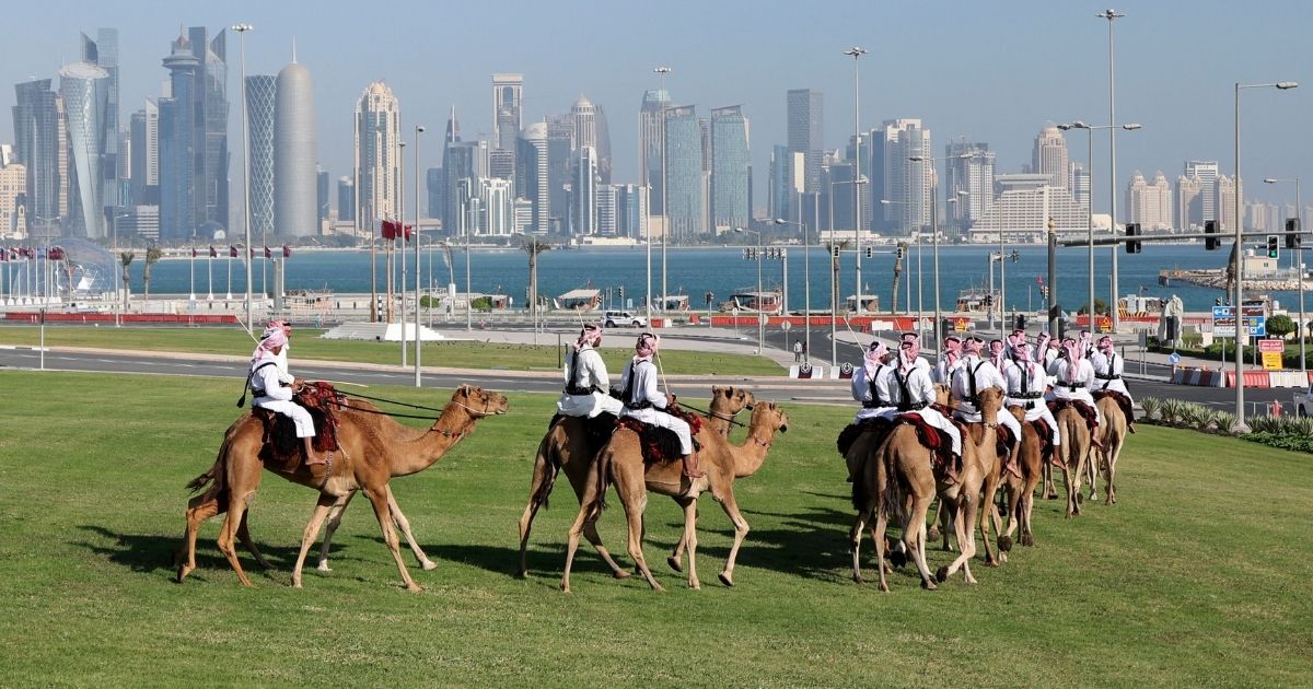 Qataris parade their camels on Doha's seaside promenade on Nov. 28, 2021, two days before the start of the Arab Cup football tournament. Meanwhile, the King Abdulaziz Camel Festival started in early December near Riyadh.