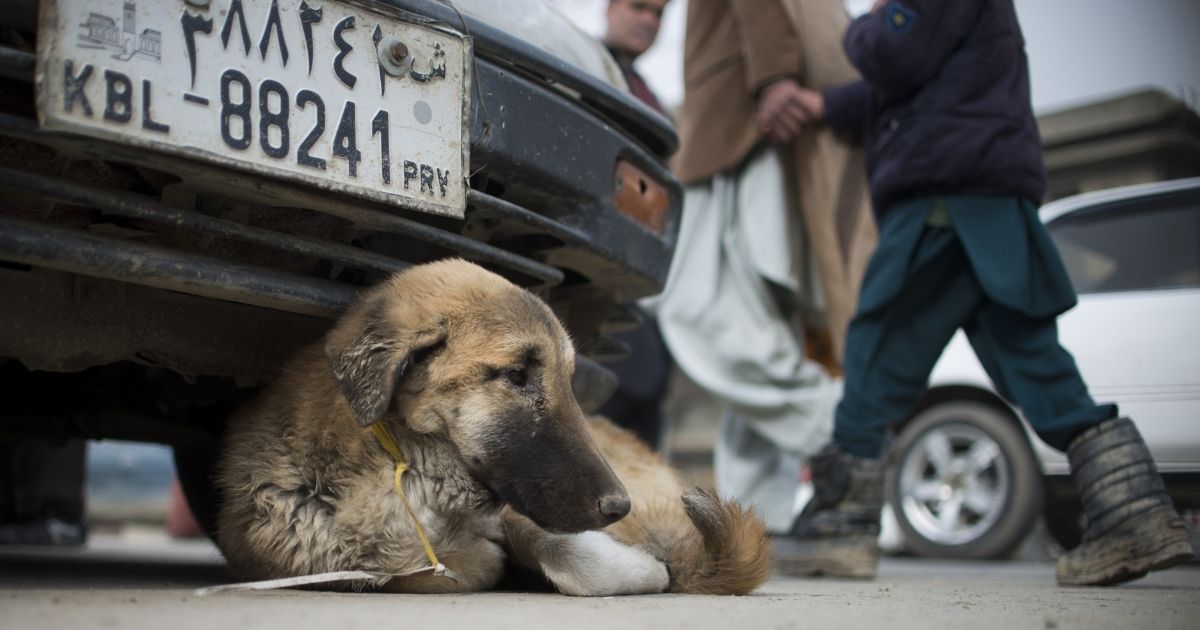 A stray dog rests under a car in the Afghan capital of Kabul seven years ago. Homeless people reportedly are feeding drugs to stray canines in the city.