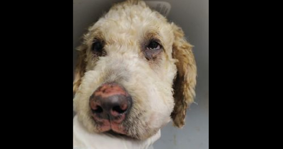 "Will," a labradoodle-type dog who was found in flames in DeKalb County, Georgia, last week.