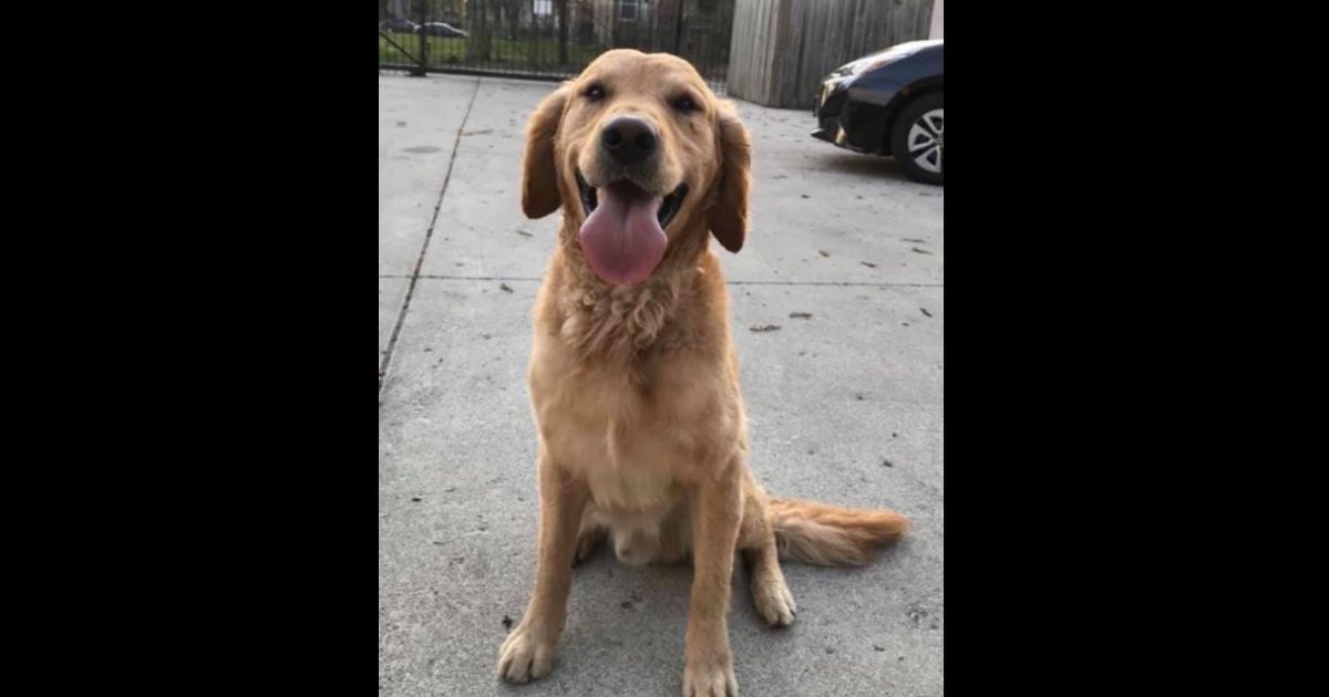Karly Moran-West of Chicago is suing animal control after she says her golden retriever dog was adopted out despite having identification on him.