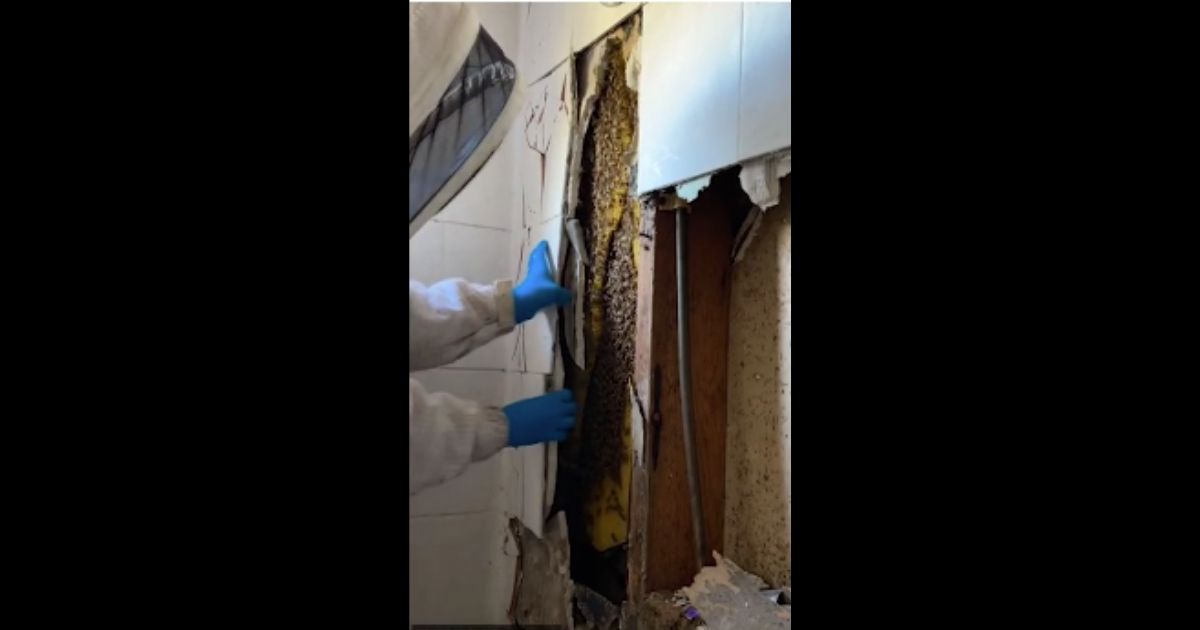 A beekeeper who went to a St. Petersburg, Florida, home on Nov. 2 to remove a beehive made a startling discovery behind the shower wall.