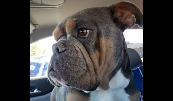 English bulldog Azzurra Diamante was reunited with her owner after five years.