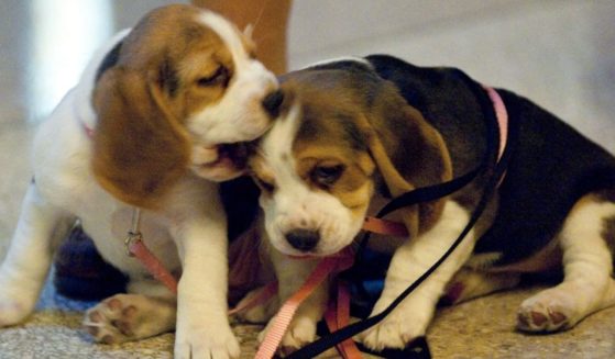 A representative from People for the Ethical Treatment of Animals said beagles were chosen for the experiments because of their docile nature. 'They are so submissive that they’re easy to torture without posing a public safety risk to their abusers,' she said.