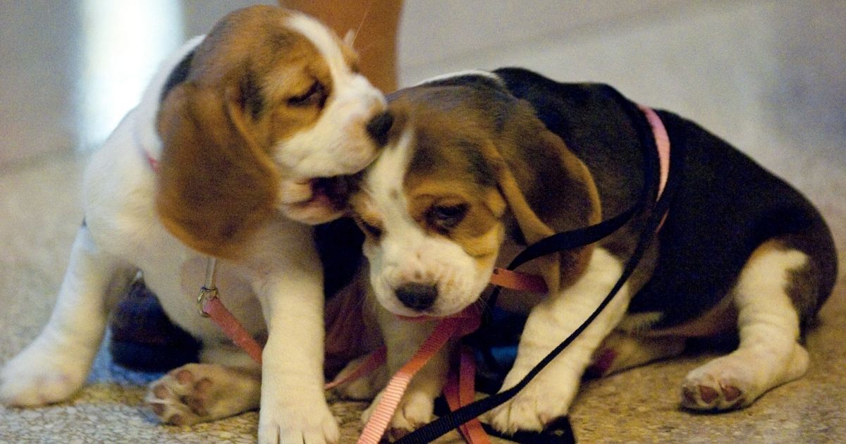 A representative from People for the Ethical Treatment of Animals said beagles were chosen for the experiments because of their docile nature. 'They are so submissive that they’re easy to torture without posing a public safety risk to their abusers,' she said.