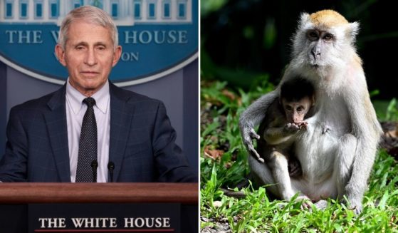 Dr. Anthony Fauci's National Institutes of Health division reportedly spent over $200,000 to perform "transgender" experiments on monkeys.