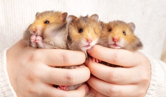 A child holds three fluffy golden hamsters.
