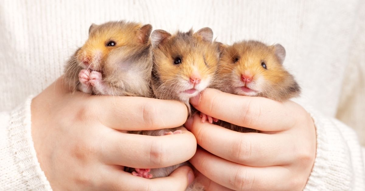 A child holds three fluffy golden hamsters.