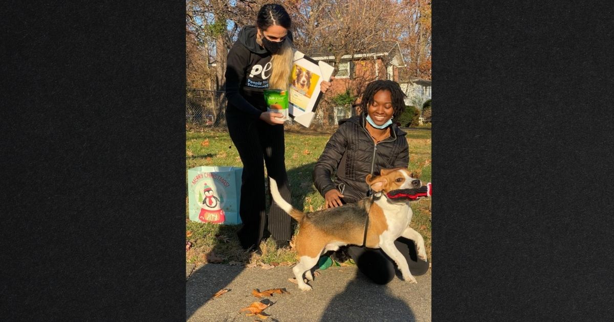 Milo the rescue beagle was rewarded for his heroics with toys and treats.