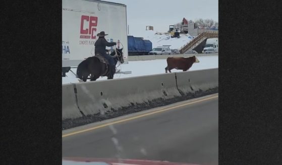 A vehicle passenger captured the action on video as the Idaho State Police and local cowboys tried to corral the wayward cattle.