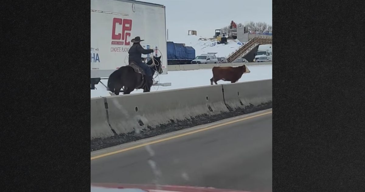 A vehicle passenger captured the action on video as the Idaho State Police and local cowboys tried to corral the wayward cattle.