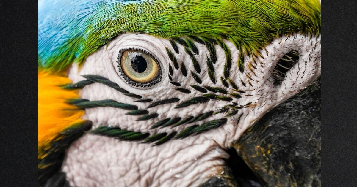 A wild macaw eats peanuts on the edge of an apartment balcony in Caracas, Venezuela, on Jan. 27. Macaws regularly land on the balconies and window sills for food placed for them by residents.