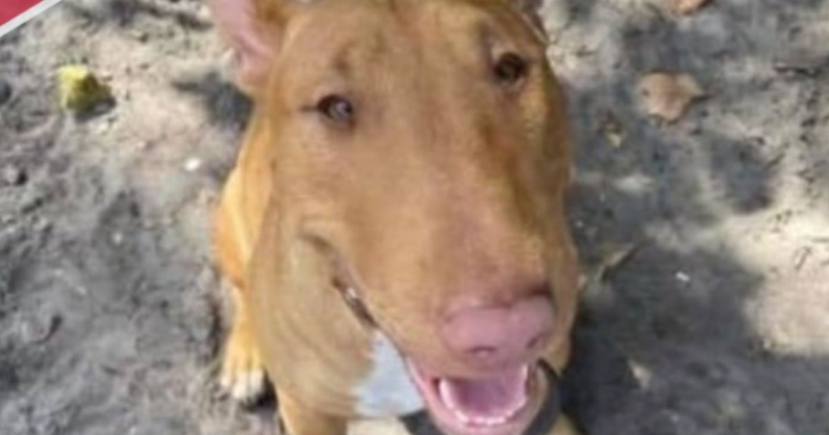 Mia, a Bull Terrier from Florida, was found in Kentucky after going missing just days before Christmas. She was reunited with her family on Dec. 31, 2021.