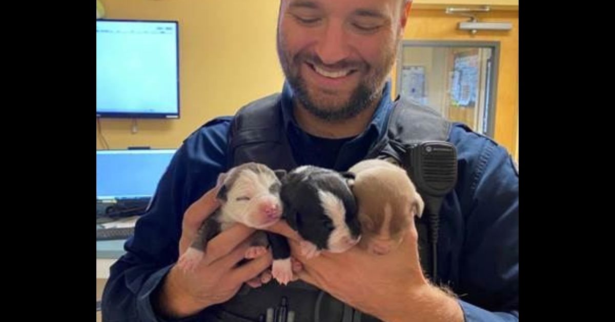 A police officer in Louisville, Kentucky, holds puppies found in a backpack at an accident scene.