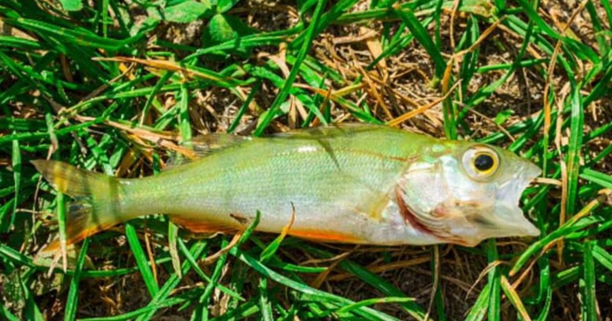 Residents were surprised to find fish falling from the sky along with the rain last week in Texarkana, Texas.