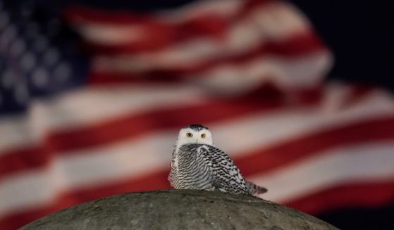 An American flag flies in the distance as a rare snowy owl looks down from its perch atop the large stone orb of the Christopher Columbus Memorial Fountain at the entrance to Union Station in Washington, D.C., Friday, Jan. 7. Far from its summer breeding grounds in Canada, the snowy owl was first seen on Jan. 3, the day a winter storm dumped eight inches of snow on the city.