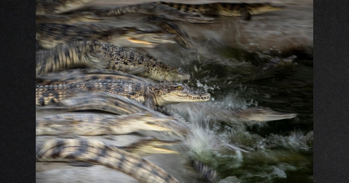 Crocodiles enter the water inside a concrete pond at a farm in Nakhon Pathom, Thailand, on Jan. 27. The price of pork, a substantial part of many peoples' diet in Thailand, has soared due to supply shortages, leading to a boom in alternative sources of protein. Crocodile meat, which enjoyed a niche among diners, has started rapidly rising in popularity as its price point becomes competitive, local media reported.