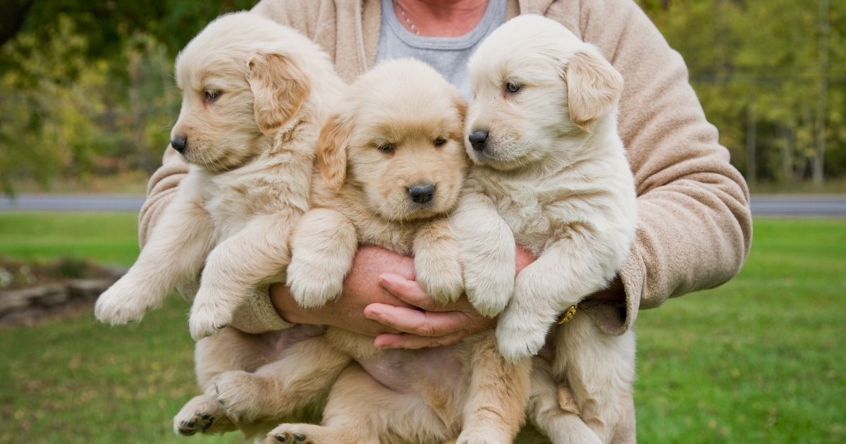 A woman holds three male golden retriever puppies in this stock photo. On Thanksgiving in central New York, police were dealing with two newborn puppies in a shoebox.