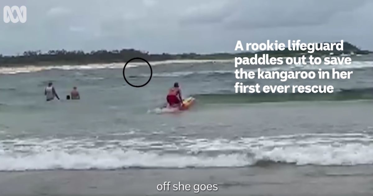 Lillian Bee Young, a 17-year-old rookie lifeguard, paddles out to sea in Iluka, New South Wales, to save a kangaroo that had plunged into the water. The rescue occurred on New Year's Eve.
