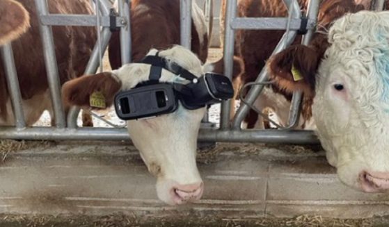 A cow wears a virtual reality headset.