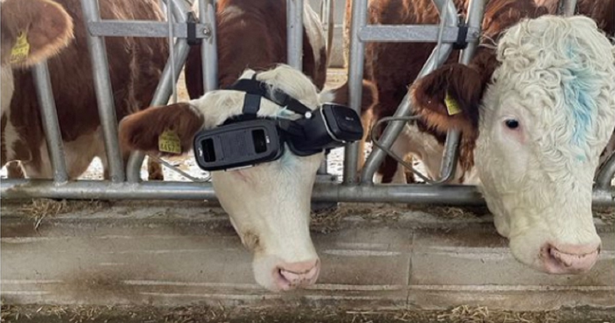 A cow wears a virtual reality headset.