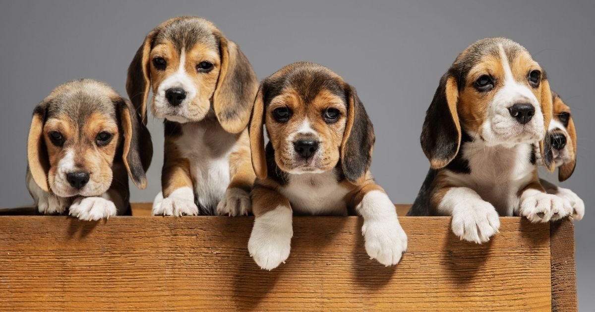 Beagle puppies are seen in a wooden box.