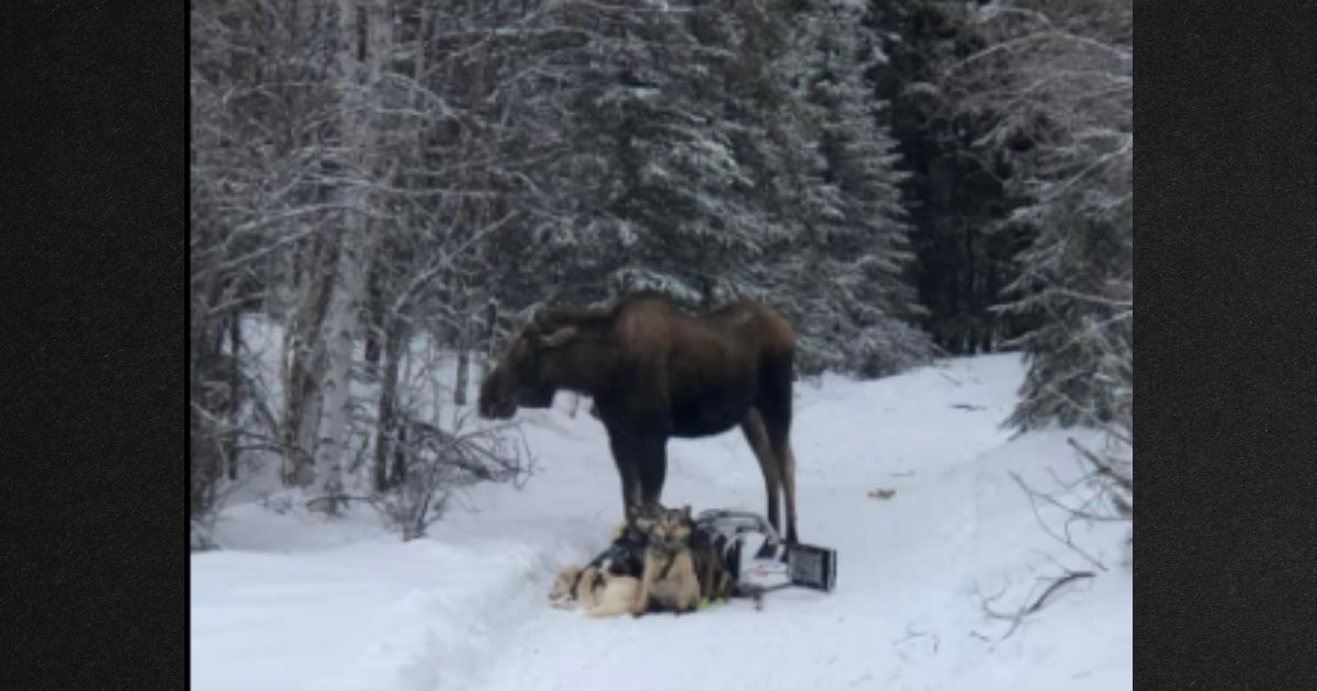 When he wasn't trying to stomp the trapped sled dogs to death, the bull moose stood guard over them, preventing rescuers from approaching.