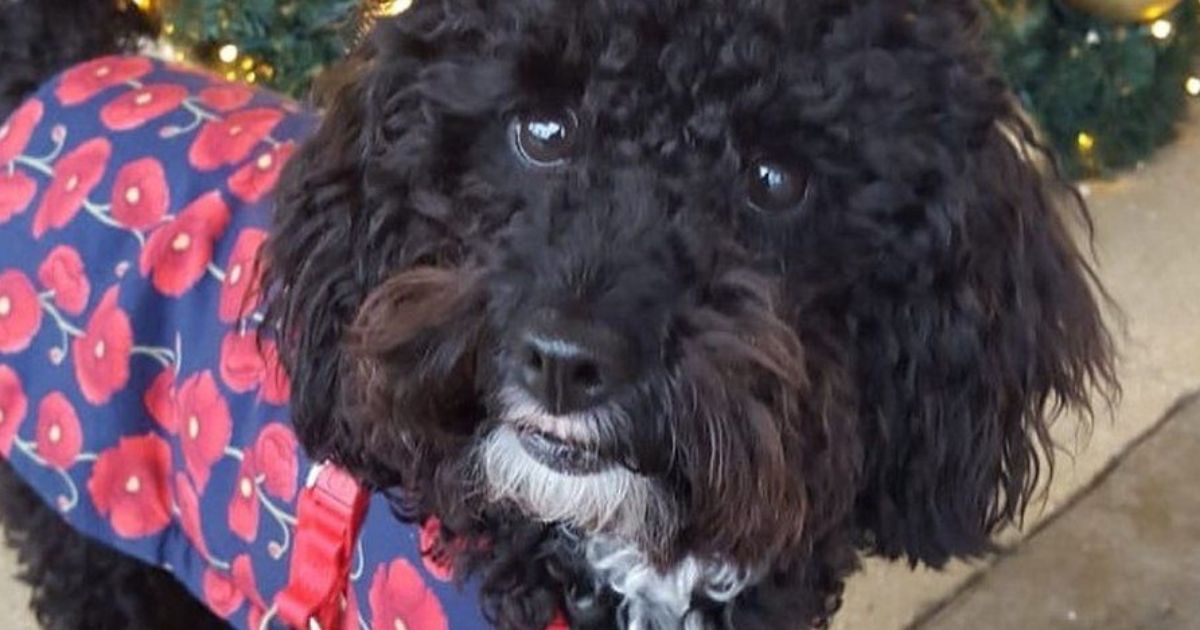 Poppy's barking saved a man's life in Gosport, United Kingdom.