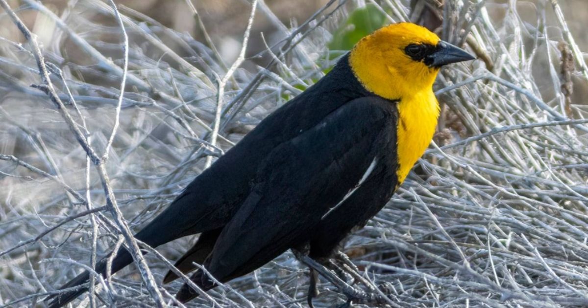 Hundreds of yellow-headed blackbirds, like this one, inexplicably fell out of the sky in Chihuahua, Mexico, on Feb. 7, 2022.