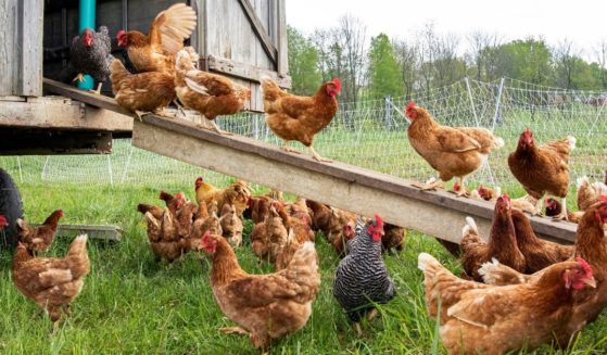 A flock of chickens is seen in the above stock image.