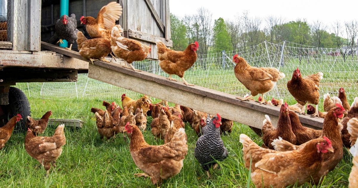 A flock of chickens is seen in the above stock image.