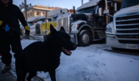 A man walks a dog before vehicles blocking a road during a protest by truck drivers over pandemic health rules and the Trudeau government, outside the parliament of Canada in Ottawa on Feb. 15.