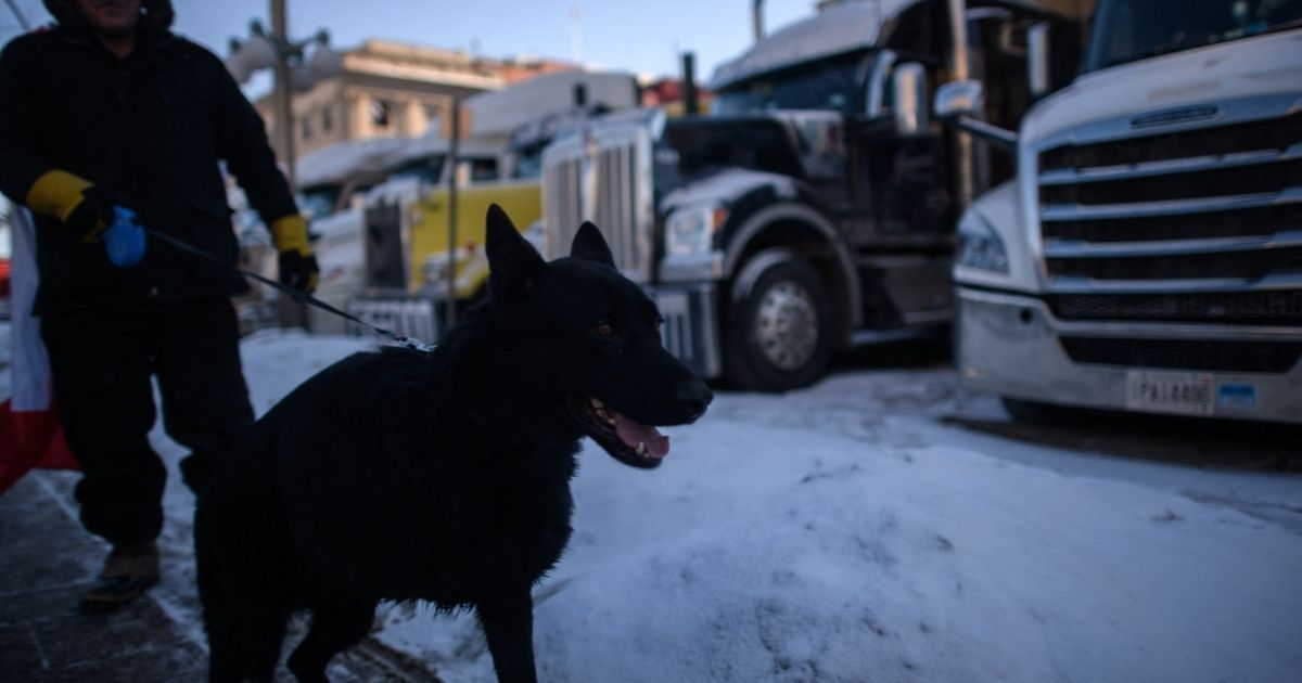 A man walks a dog before vehicles blocking a road during a protest by truck drivers over pandemic health rules and the Trudeau government, outside the parliament of Canada in Ottawa on Feb. 15.
