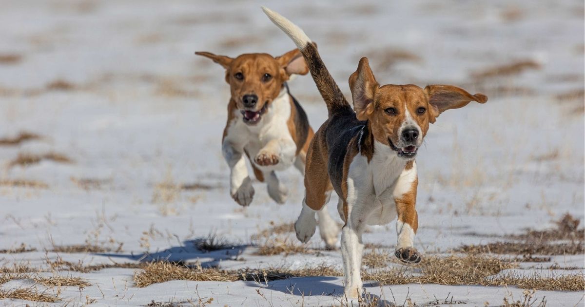 Rescue beagles play in the snow.