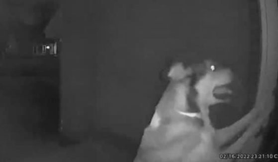 On Feb. 16, Jeremy Henson was on vacation in Las Vegas when he received a Ring doorbell notification. His dog Dexter had escaped doggy day care, made it 2 miles home and rang the doorbell.